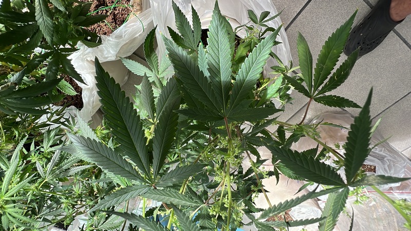 出國嘗大麻軟糖   衛福部：吸毒等情形永不得捐血