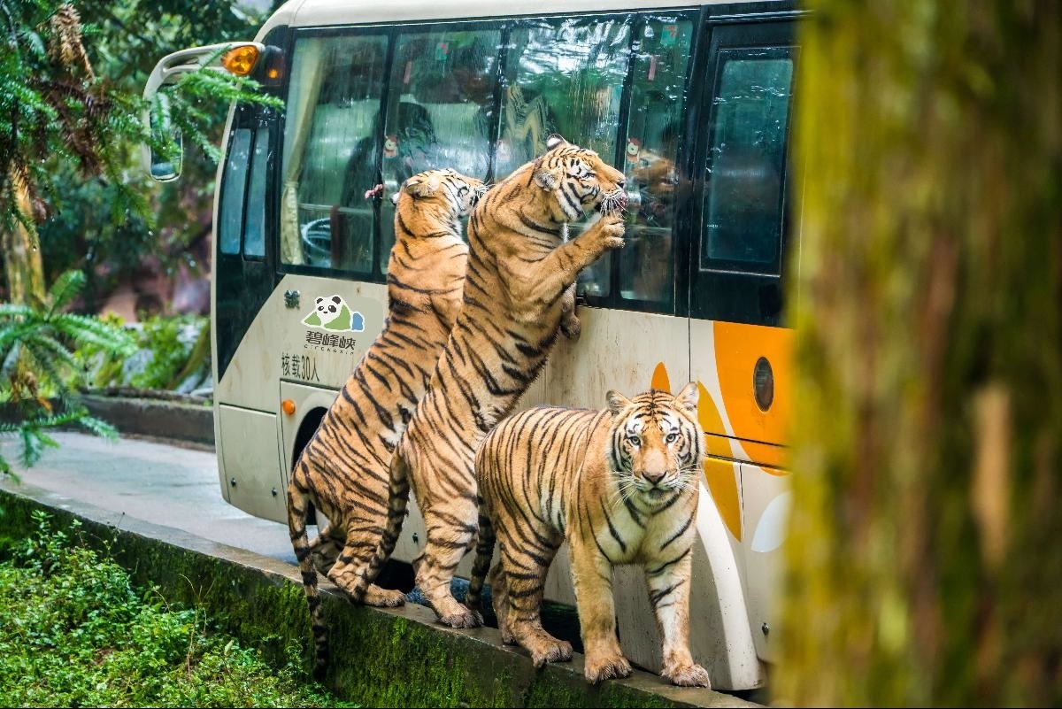 什麼都賣、什麼都不奇怪 中國動物園兜售虎尿