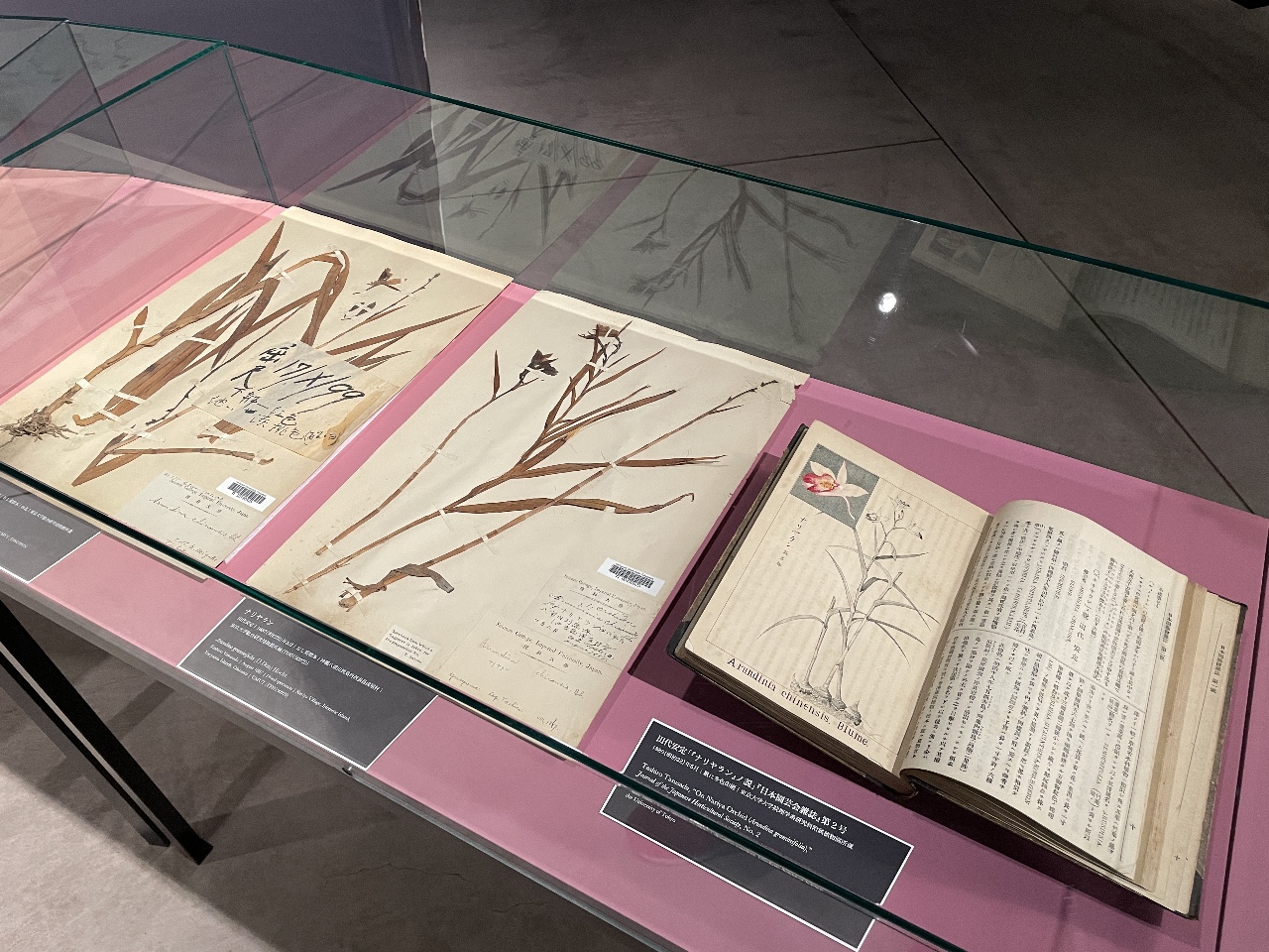 「台灣蘭花百姿」東京開展 飽覽台灣蘭花百餘年風光
