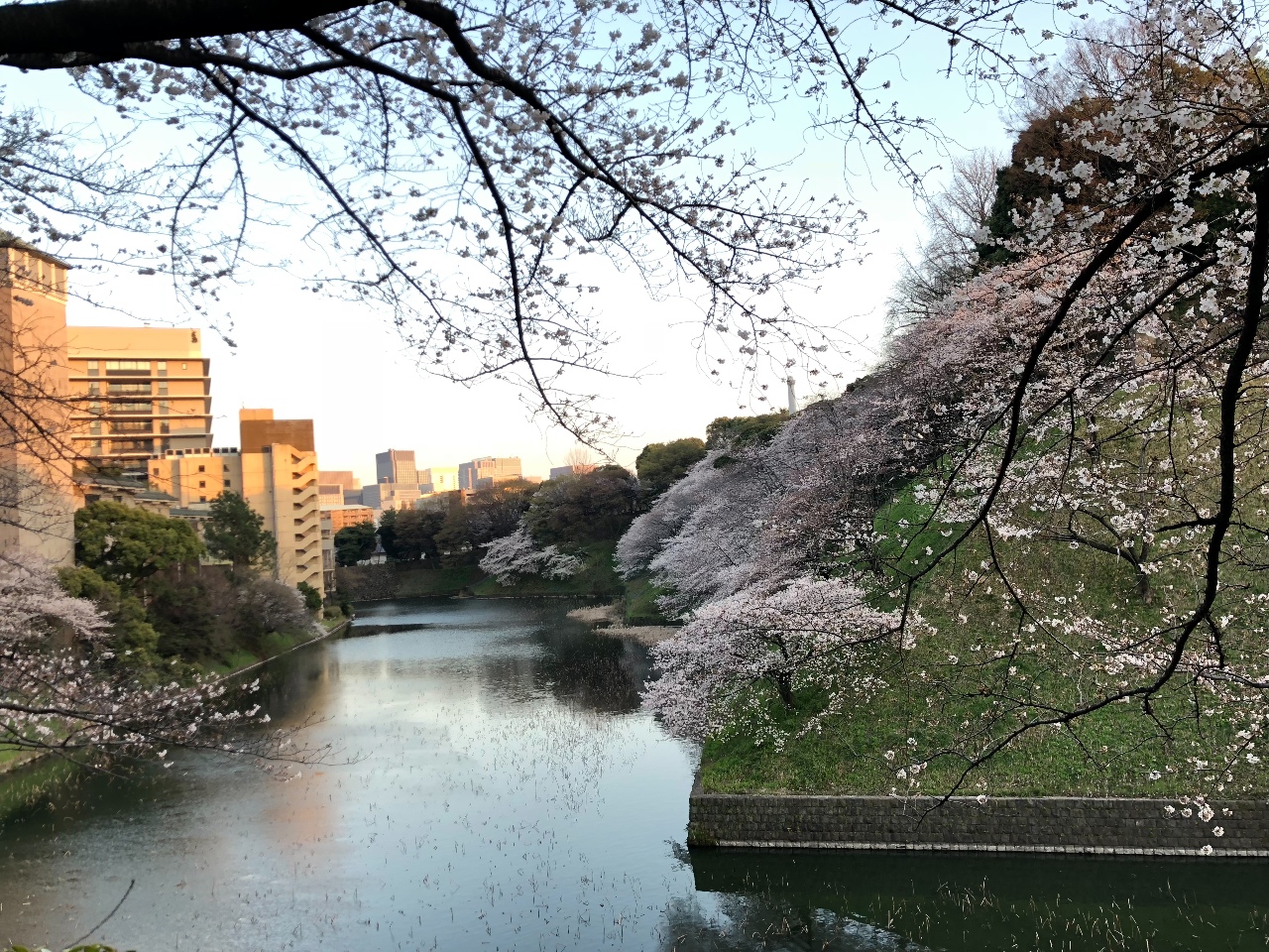 日本櫻花季倒數 東京最快3/21開花、3/29盛開