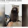 野生動物生命教育楷模 花蓮國風國中「臺灣狐蝠」保育 ing