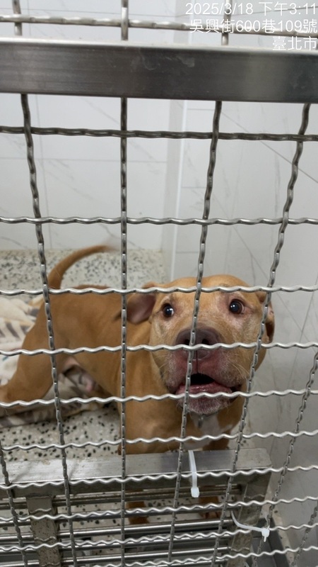 北市比特犬傷人  動保處安置評估開放認養