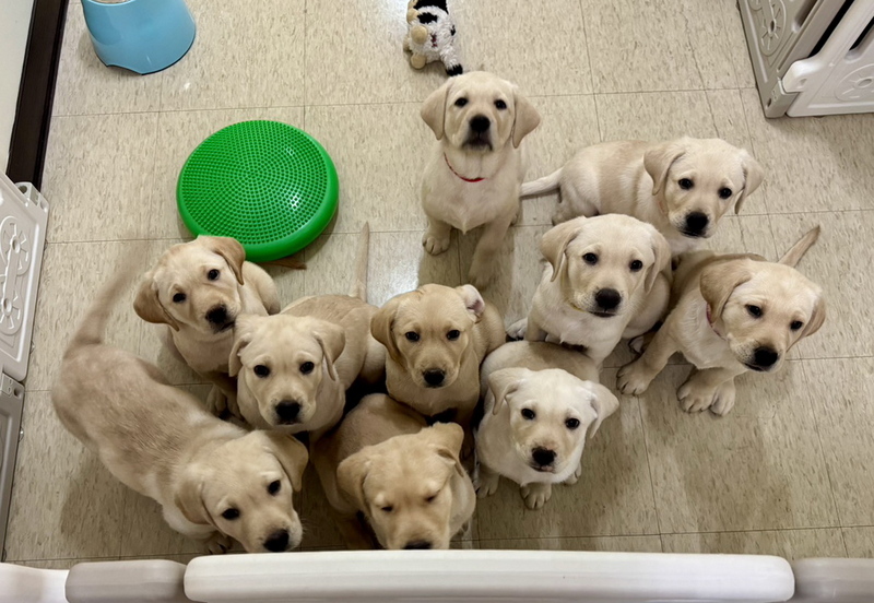 惠光10隻幼犬送寄養家庭 蔡英文探視任宣導大使