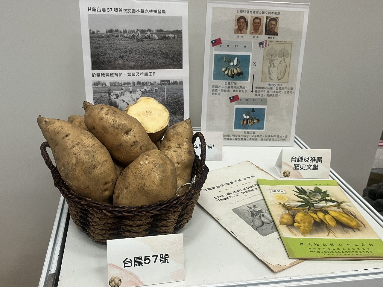 「台農57號」甘藷70年來傳奇 未來攻即食、外銷
