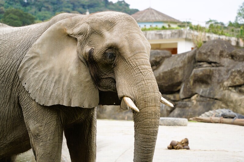 北市動物園送別老友  42歲非洲象「美代」辭世